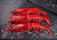 CARABINERO "BRILLANTE" 